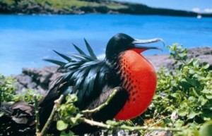 frigate galapagos aracari