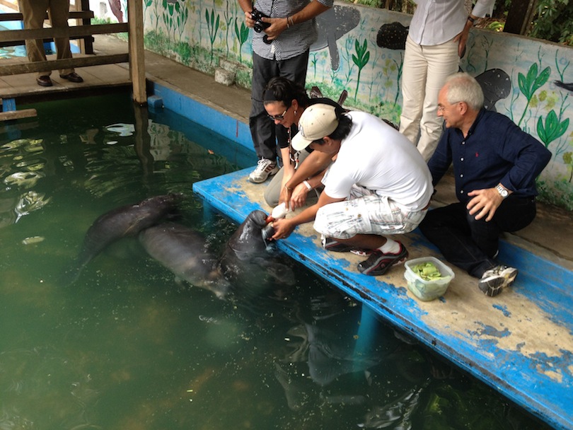 4 Days / 3 Nights On The Delfin I Luxury Amazon River Cruise 4 Delfin manatees