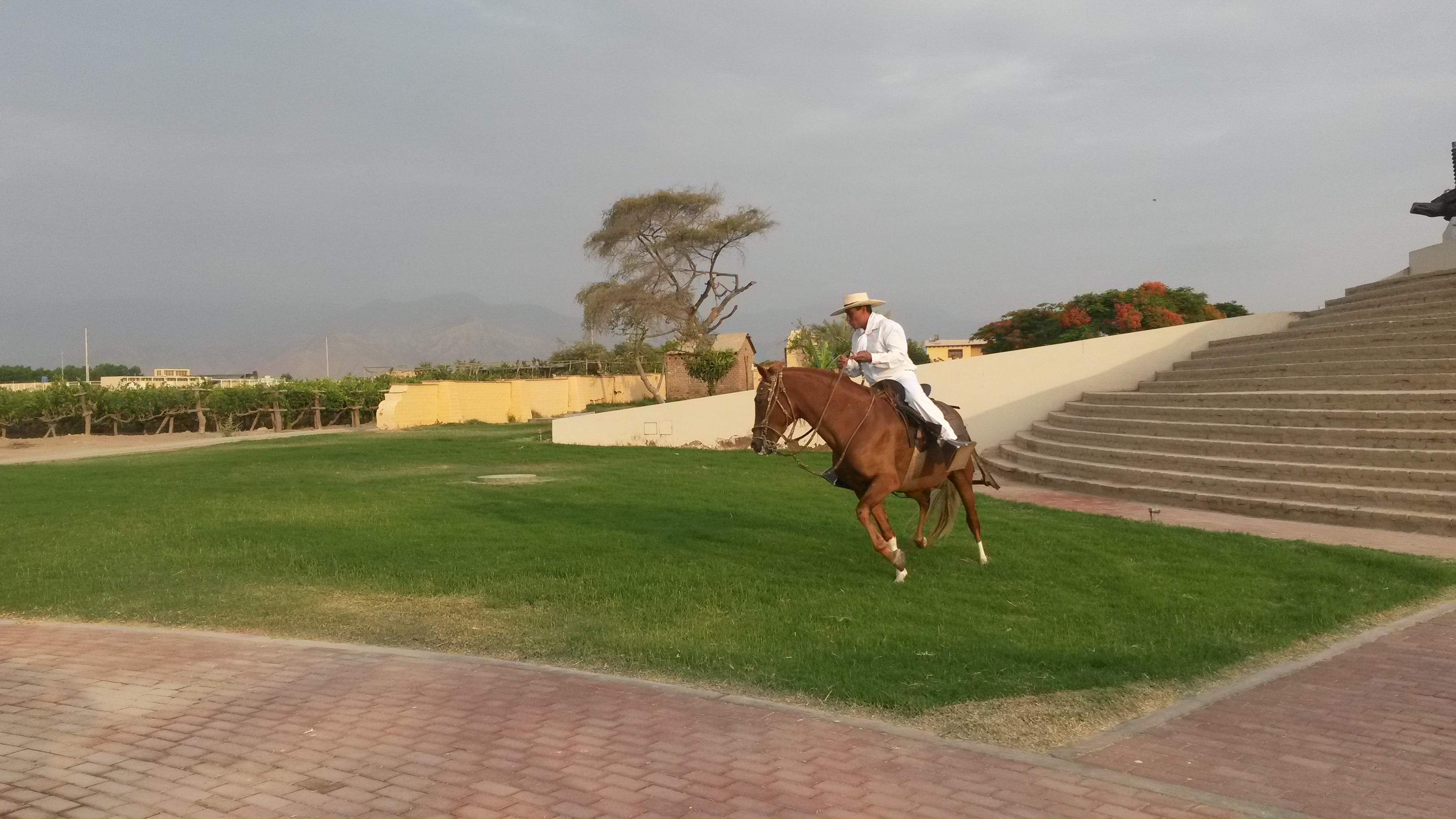 hacienda la caravedo horses