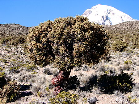 Quenua tree mature blogfeatured