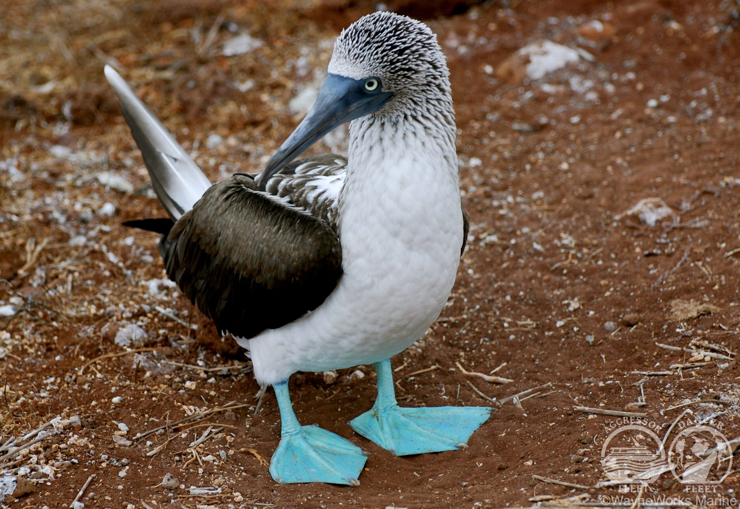 GalapagosAggressorBooby1 scaled