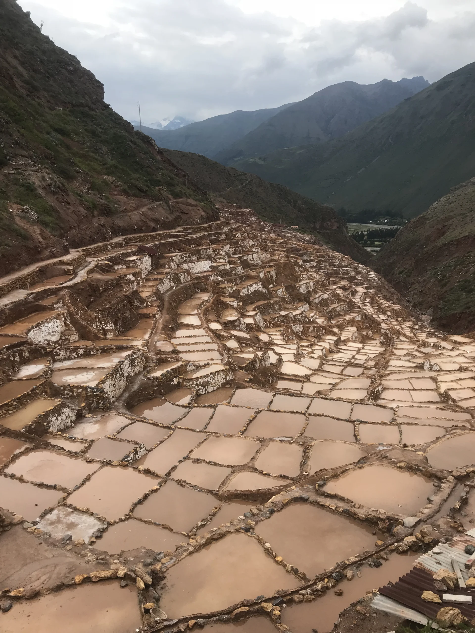 Maras