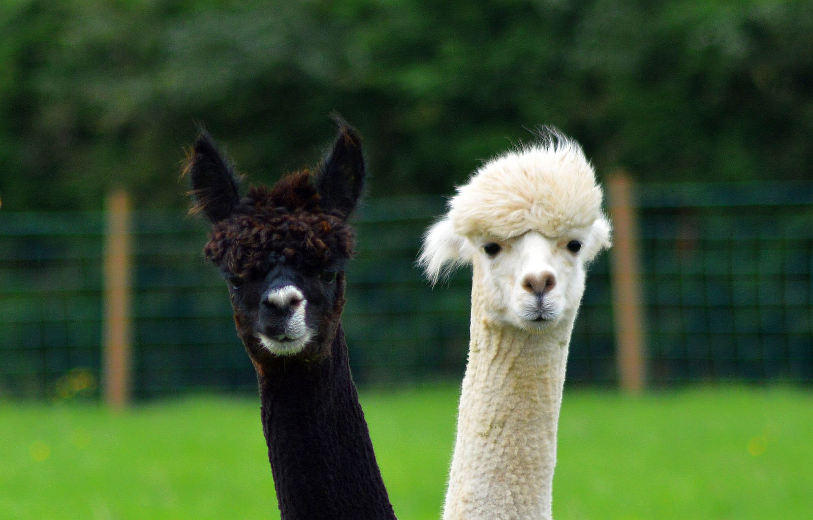 alpaca