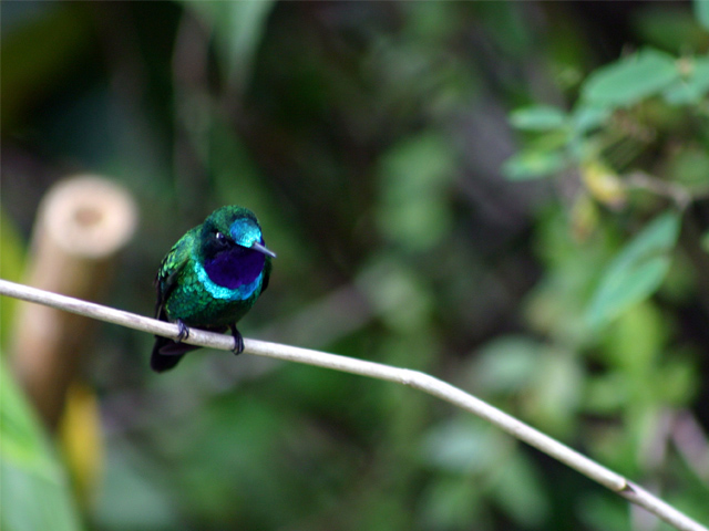 kentitambo hummingbirds