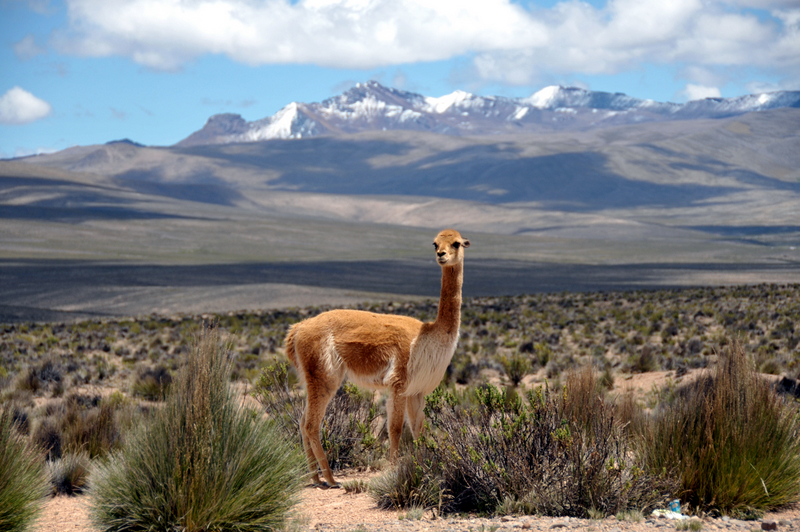 exploring colca canyon