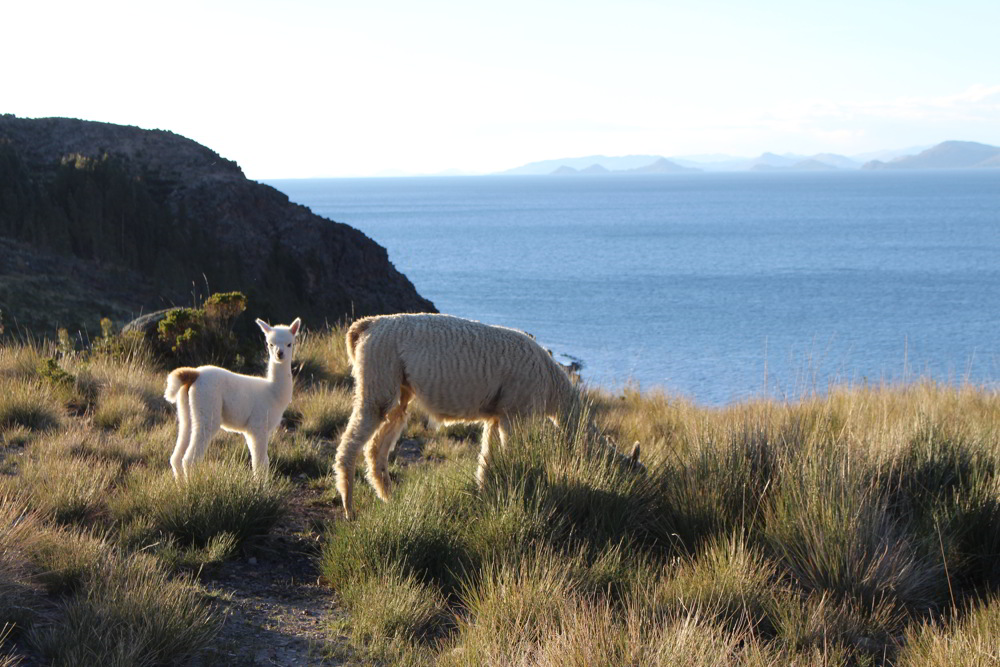 Wildlife-suasi-island