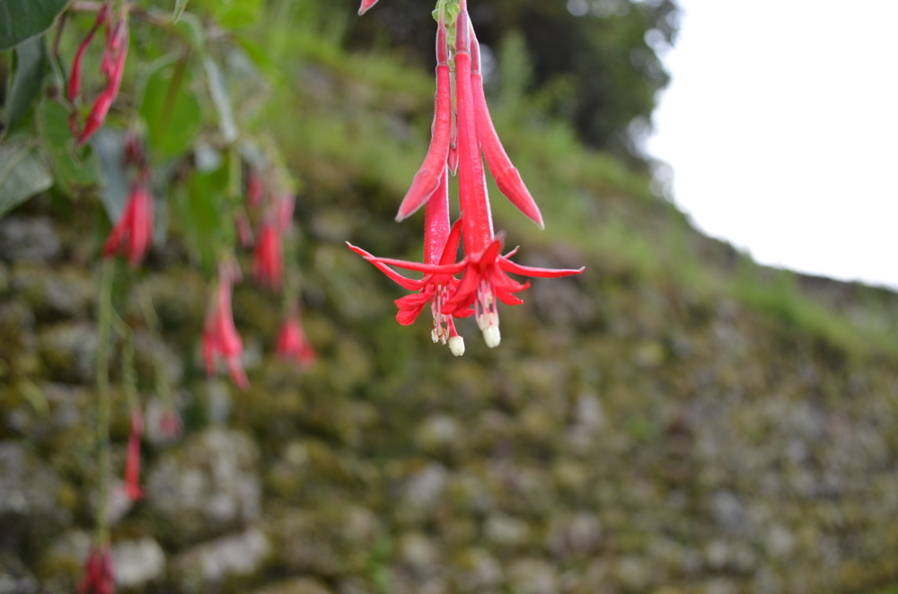 Inca Trail in Peru - flowers along the way
