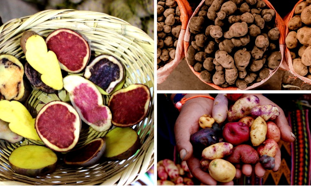 Peru culinary experience - selection of colorful potatoes