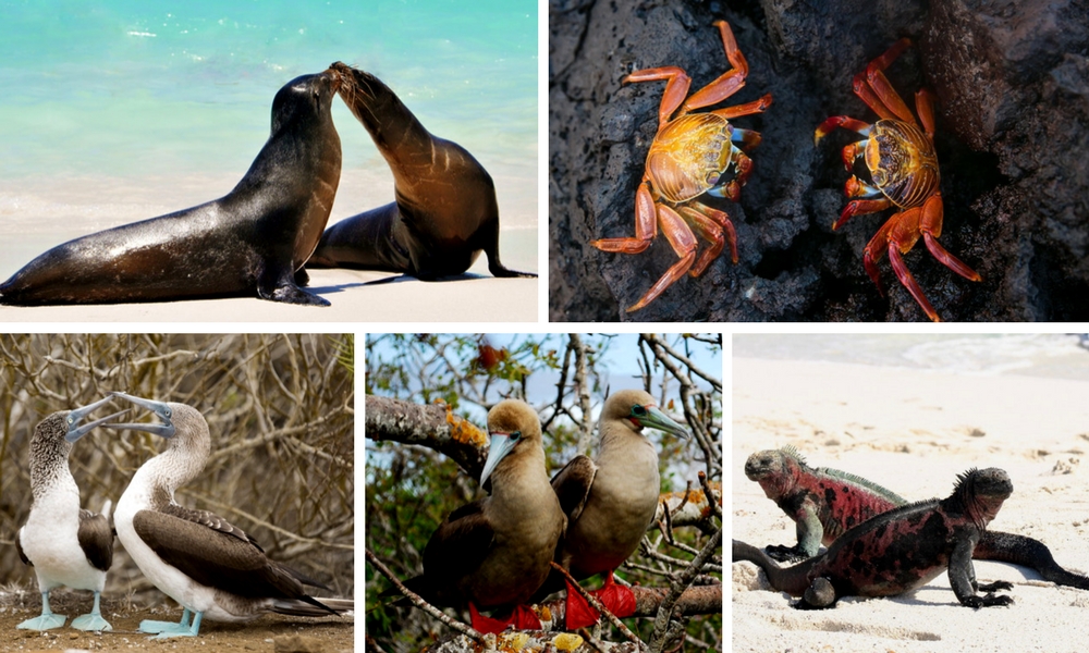 Galapagos couples