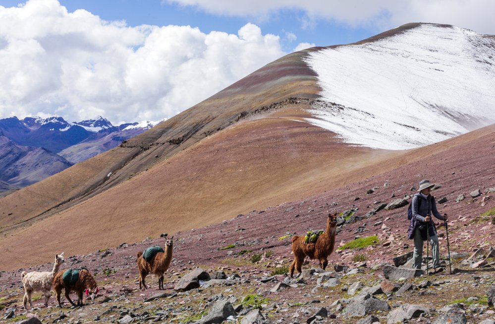 Llamas and alpacas on the Rainbow Mountain Peru trek