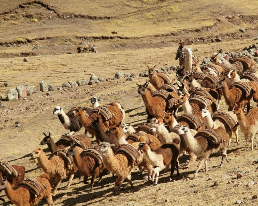 Llamas on the Rainbow Mountain Peru trek