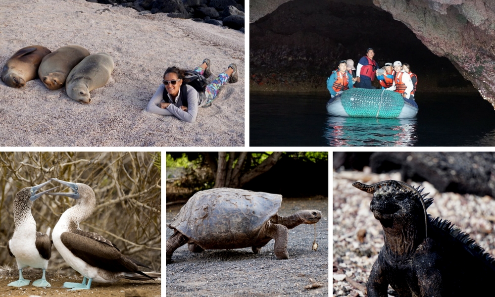 Galapagos-Sea-star-journey