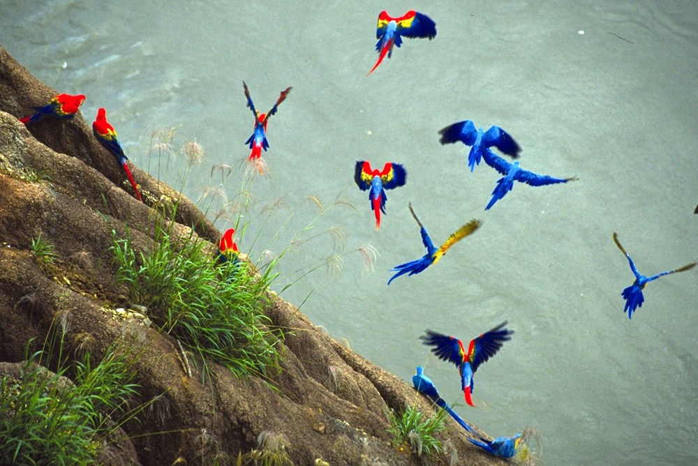macaw project