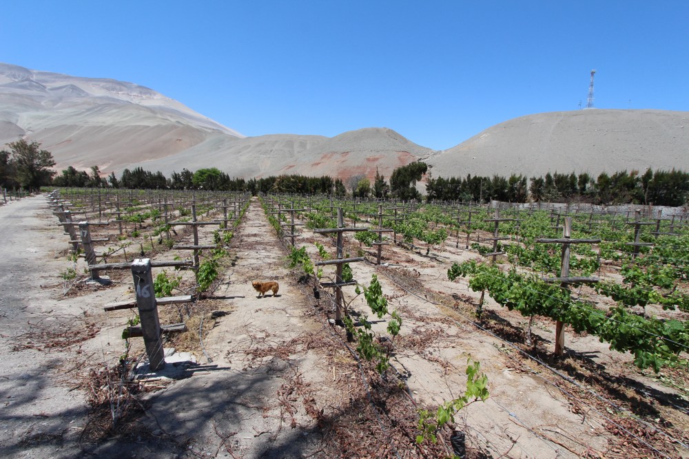 Arequipa's Pisco Route (3)