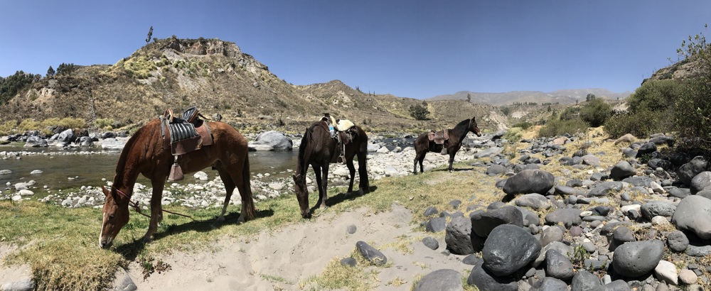 horseback ride in colca horses