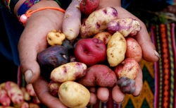culinary tour peru with aracari (12)