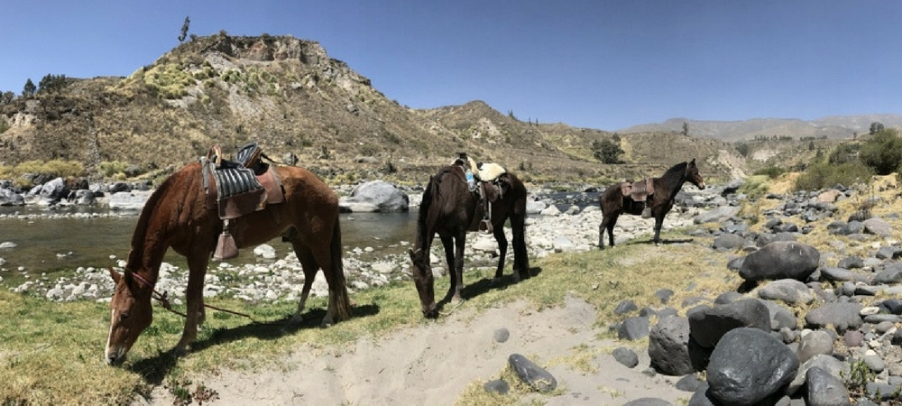 best horse riding in peru (3)
