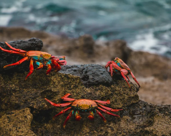 amy perez EN24LvCaHw0 unsplash