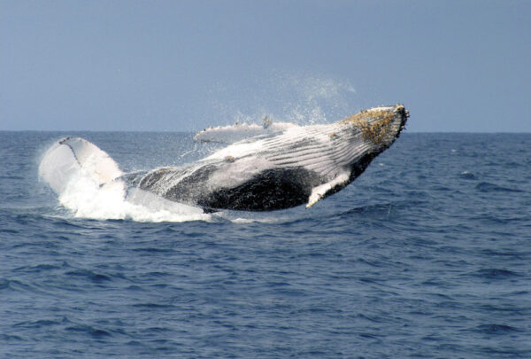 Ballena
