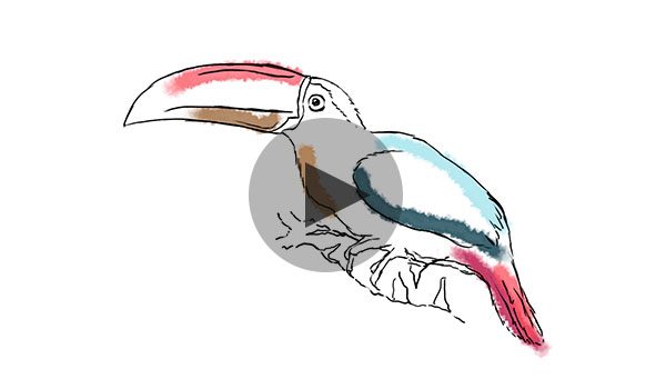 Foto aracari video