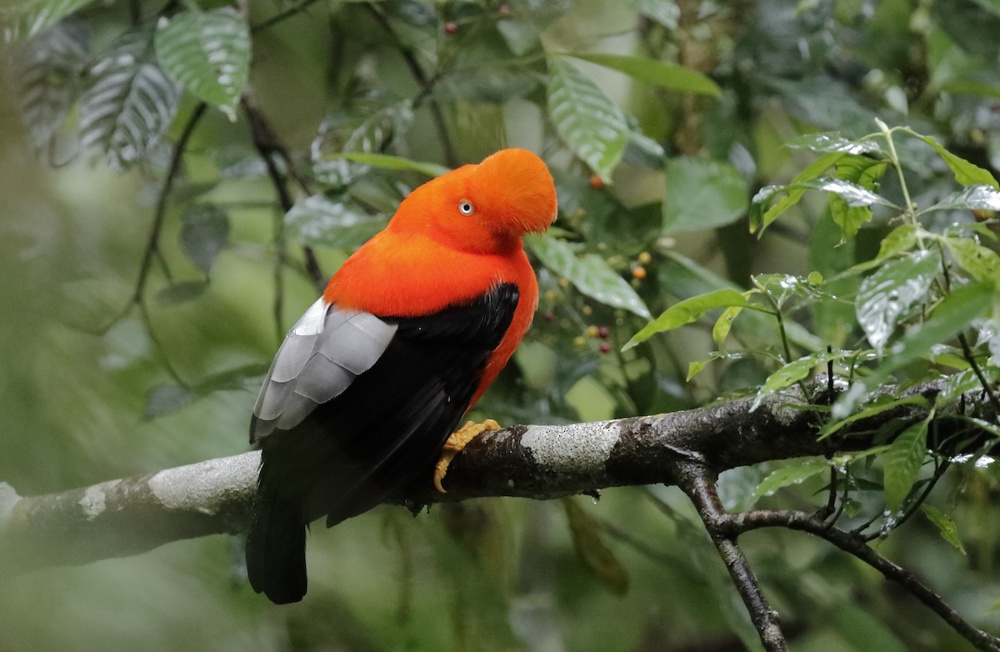 gallito de las rocas