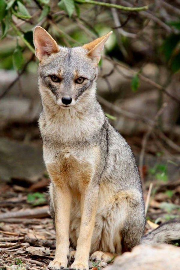 andean fox chaparri e1547763257315