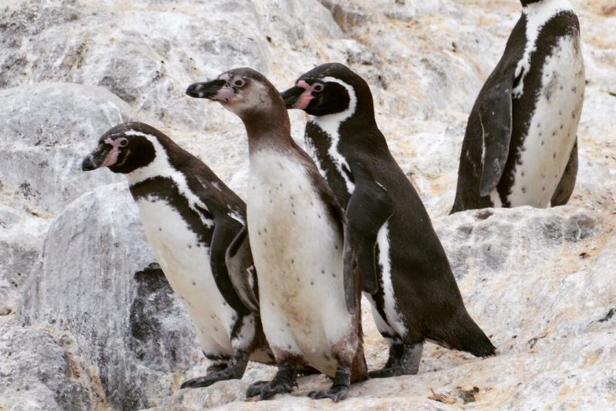 pinguins palomino islands e1547769437202