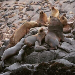 sea lions palomino islands e1547769510514