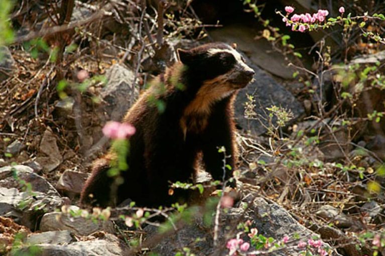 Spectacled bear