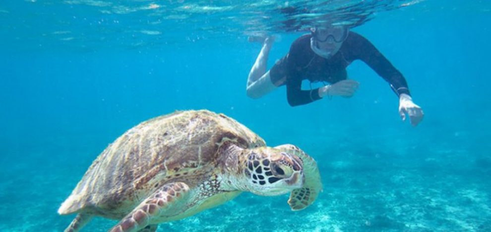 El Ñuro North peru beaches turtles nature