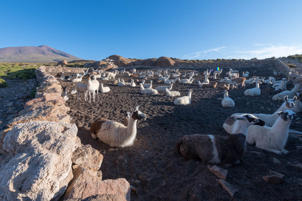 Salar Uyuni Bolivia camelids