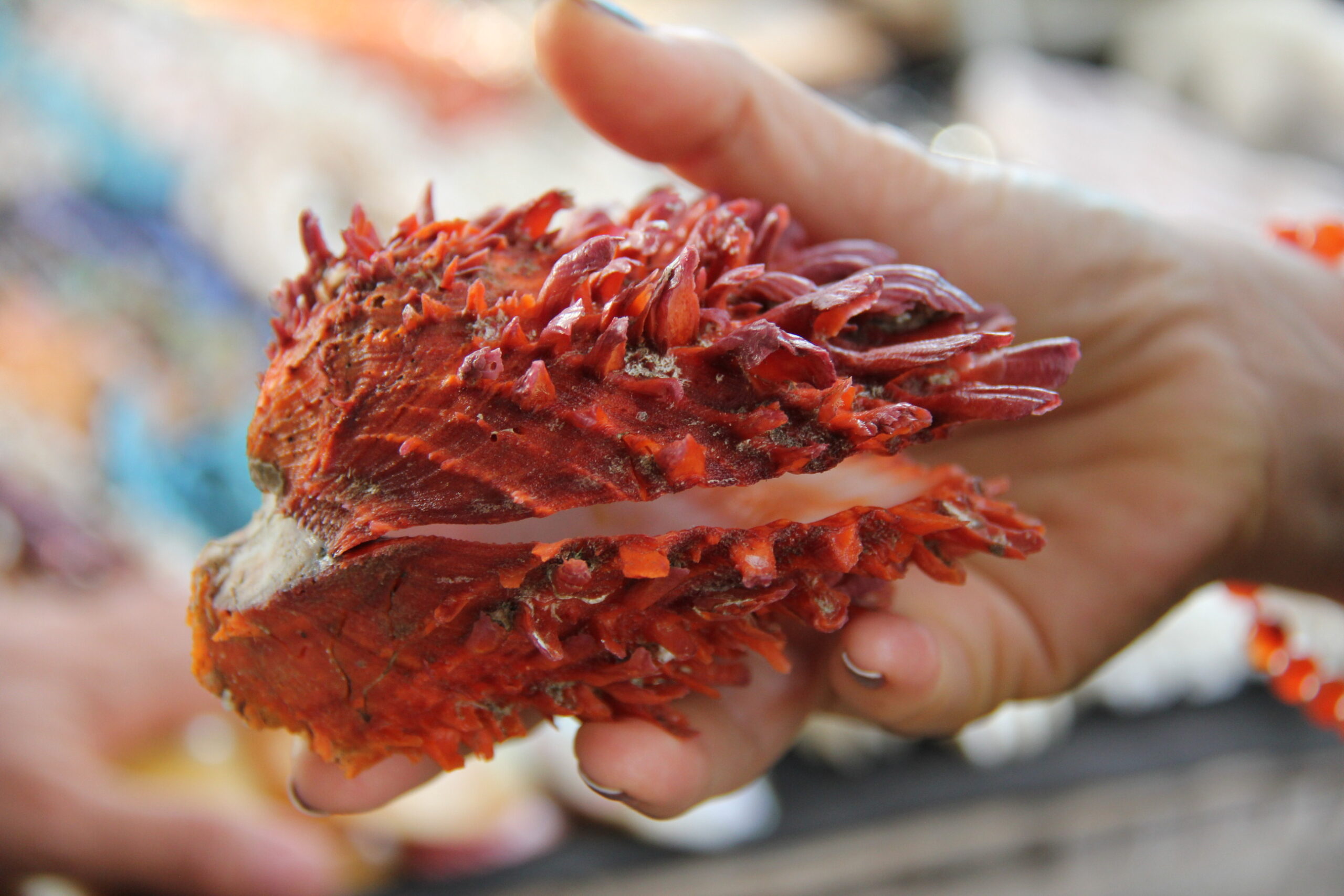 Spondylus pacific ocean peru beaches nature wildlife scaled