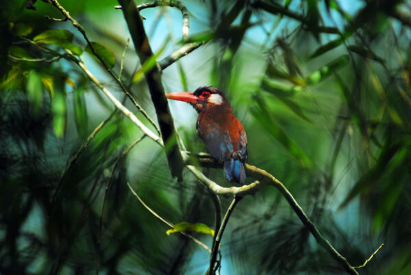 Woodcreeper jungle amazon peru wildlife birdwatching nature