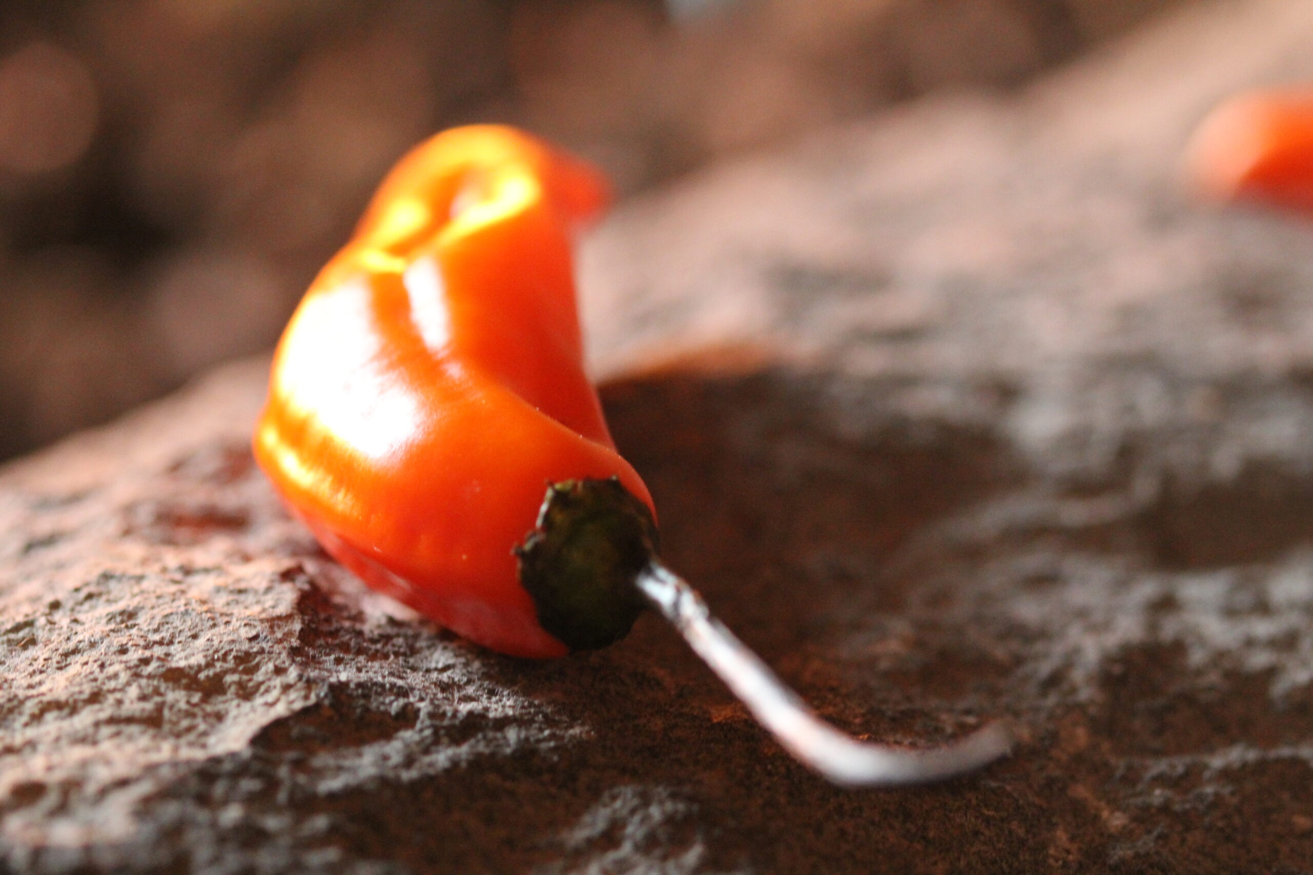 aji peruano aji amarillo scaled
