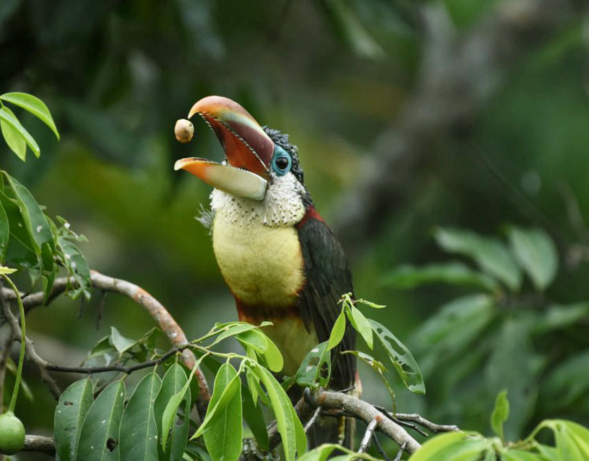 aracari wildlife peru birdwatching