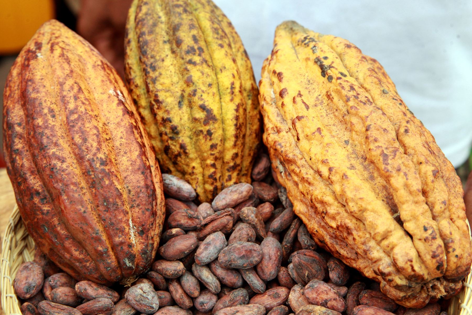 cacao