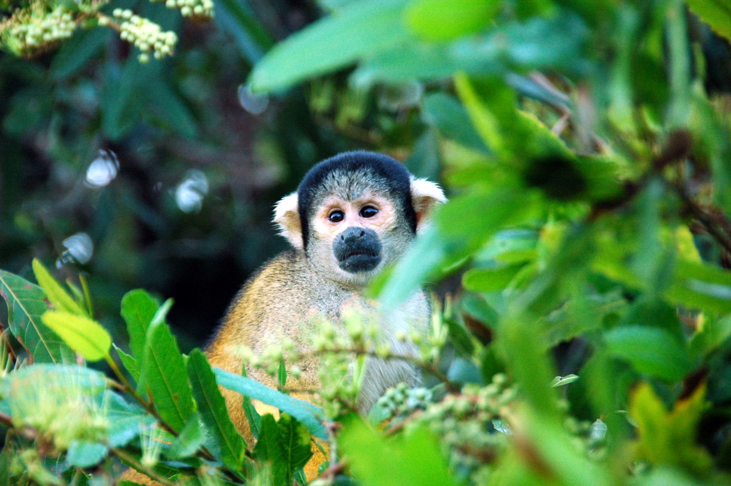 delfin wildlife squirrel monkeyamazon peru