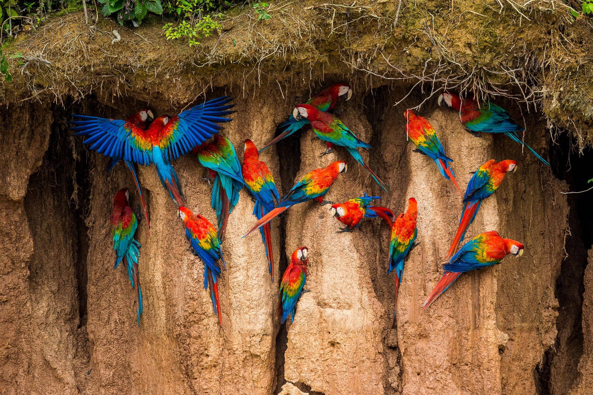 Macaw Clay lick at Tambopata