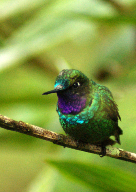 bird at Kentitambo