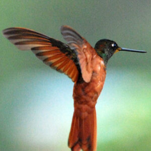 bird at Kentitambo