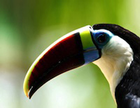 rainforest toucan 1
