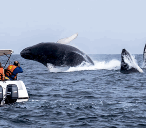 whalewatching peru whales 1