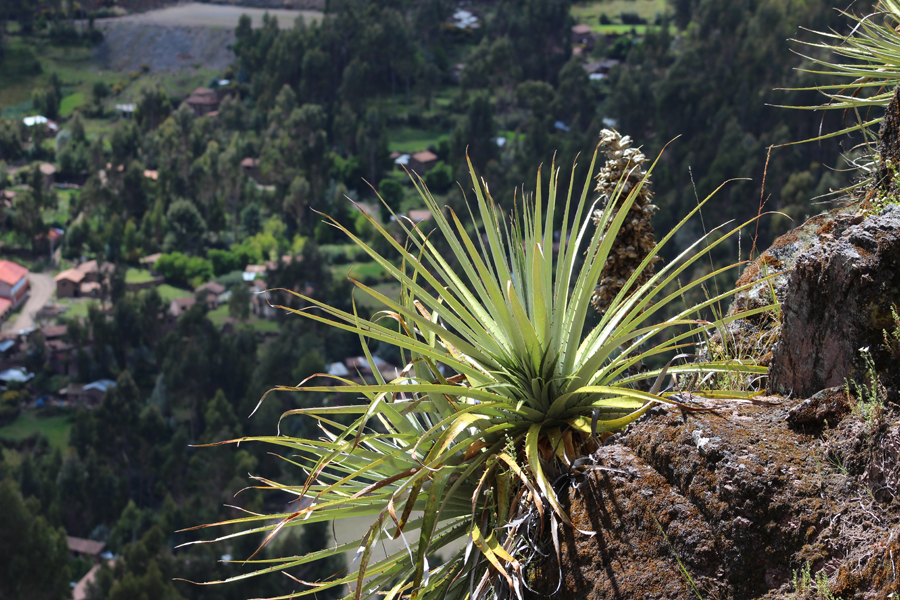 achupalla plant