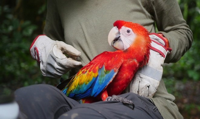 endangered macaw in the Amazon