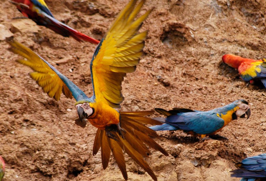 Flying Macaw in the Amazon