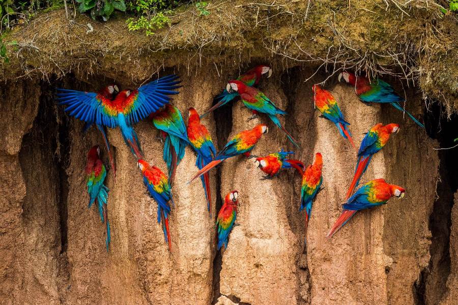 Macaw Clay Lick in the Amazon