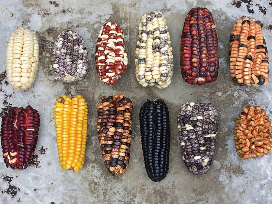 corn2 e1561663697847