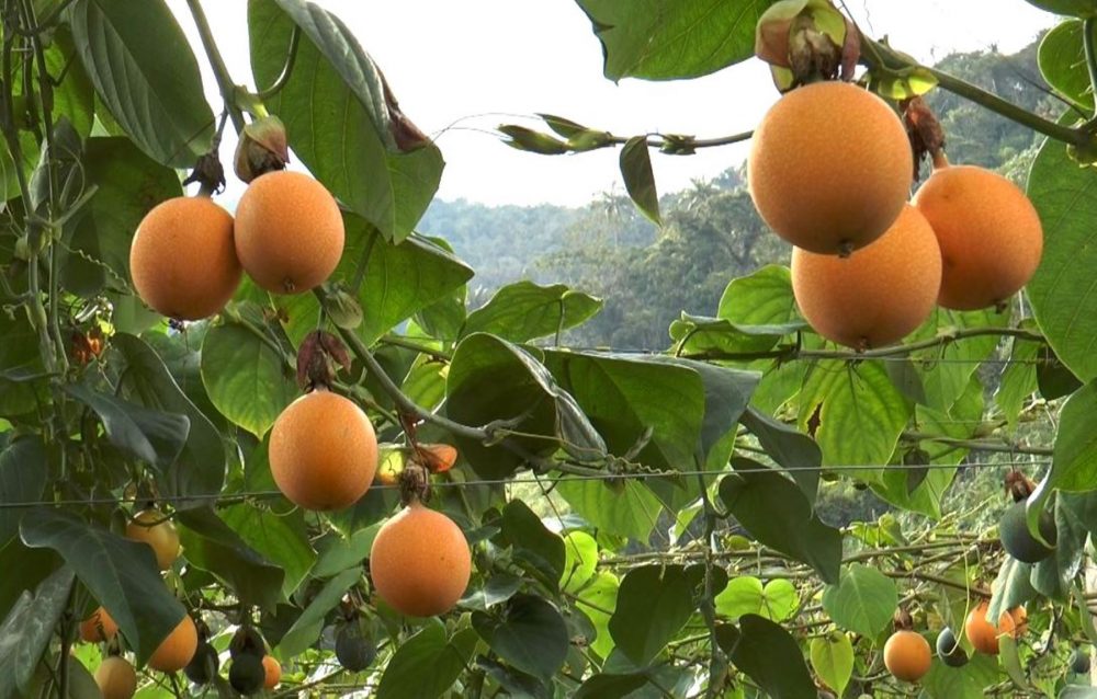 granadilla4 e1561674841926