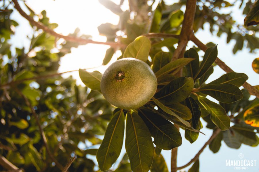 lucuma2 e1561677413524