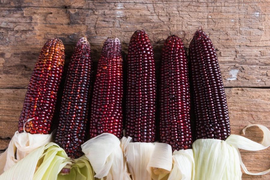 purple corn e1561664135958